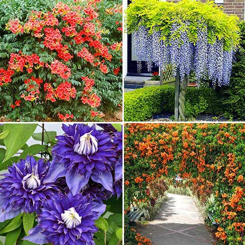Super Oferta! Zestaw roślin pnących "Kwitnąca pergola" 4 sadzonki interface.image 1 interface.art 9115