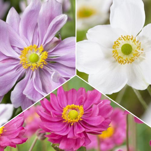 Super zestaw! Zawilec japoński, zestaw 3 odmian interface.image 1 interface.art 70489