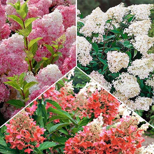 Super Oferta! Zestaw hortensji bukietowej 3 odmiany interface.image 1 interface.art 2556