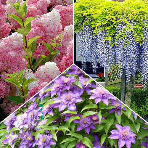 Super Oferta! Zestaw ozdobnych krzewów 3 sadzonki interface.image 1 interface.art 2553