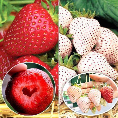 Super Oferta! Zestaw 2 odmian truskawek: Honeoye (5 szt), Anablanka (5 szt) interface.image 1 interface.art 4926