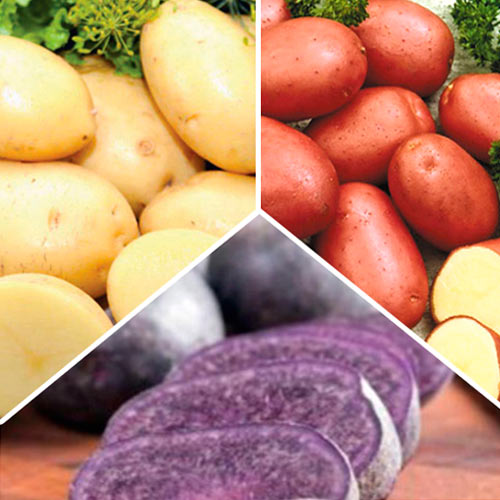 Super Oferta! Zestaw sadzeniaków ziemniaków  9 kg interface.image 1 interface.art 7827
