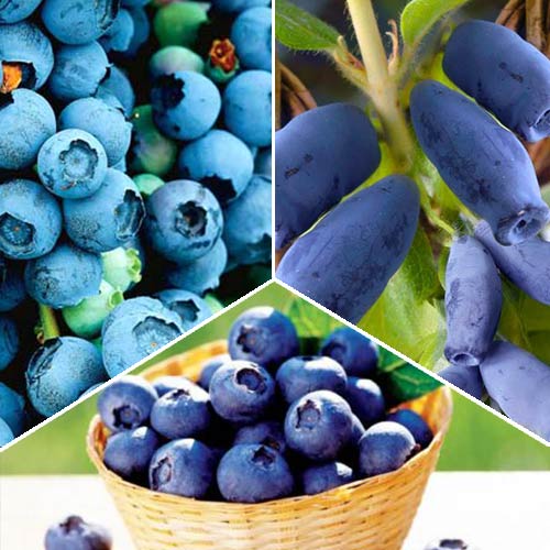 Super Oferta! Jagodowe trio interface.art zdjęcie 1 Super Oferta! Jagodowe trio interface.image 1 interface.art 8435