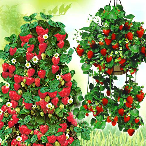 Super Oferta! Zestaw 2 odmian truskawek: wisząca (5 szt), pnąca (5 szt) interface.image 1 interface.art 4917_1
