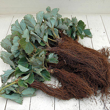 Super Oferta! Zestaw 2 odmian truskawek: wisząca (5 szt), pnąca (5 szt) interface.image 2 interface.art 4917_1