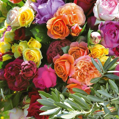 Super Oferta! Zestaw wielkokwiatowych róż Mix Perfum, 5 odmian interface.image 1 interface.art 2721