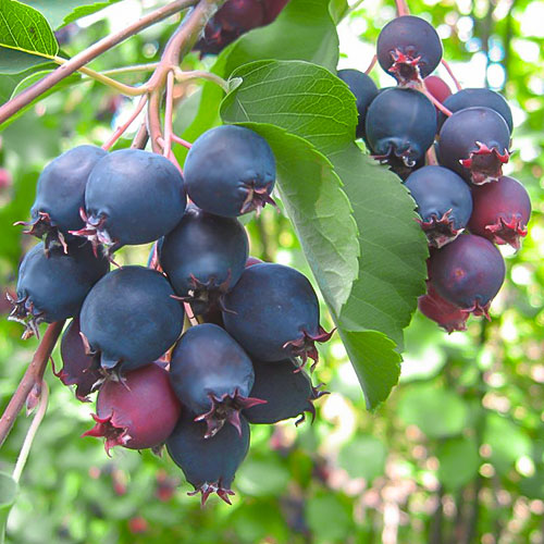 Świdośliwa Northline interface.image 1 interface.art 9331