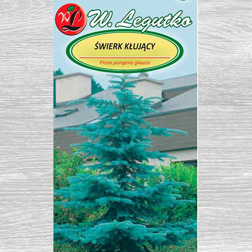 Świerk kłujący srebrny interface.image 1 interface.art 69633