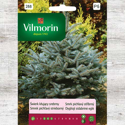 Świerk kłujący srebrny, nasiona interface.image 1 interface.art 86654