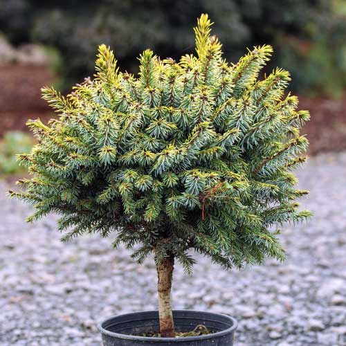 Świerk Peve Tijn, C5 interface.image 1 interface.art 8249