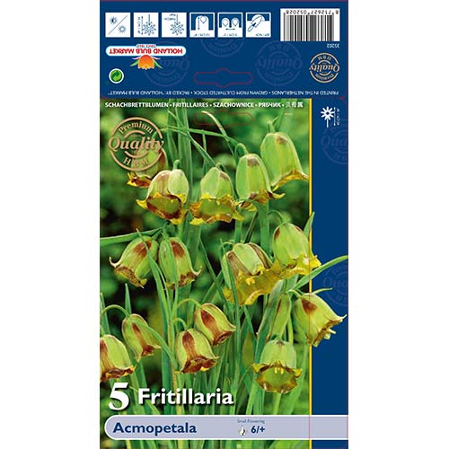 Szachownica (Fritillaria) Acmopetala interface.image 1 interface.art 70243