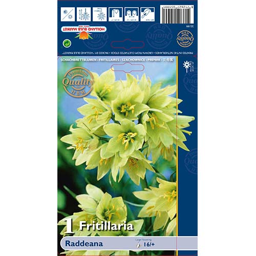 Szachownica (Fritillaria) Raddeana interface.image 1 interface.art 70244