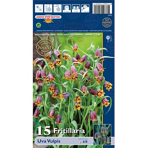 Szachownica (Fritillaria) Uva Vulpis interface.image 1 interface.art 70245