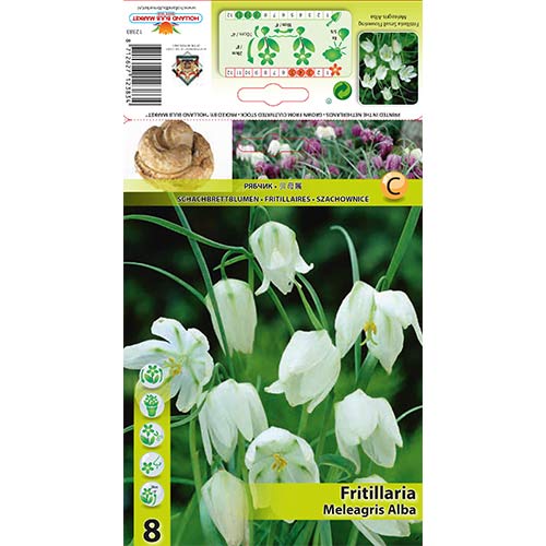 Szachownica kostkowata (Fritillaria) Alba interface.image 1 interface.art 70288