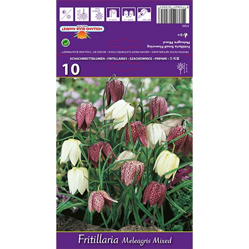 Szachownica kostkowata (Fritillaria), mieszanka interface.art zdjęcie 1 Szachownica kostkowata (Fritillaria), mieszanka interface.image 1 interface.art 68102