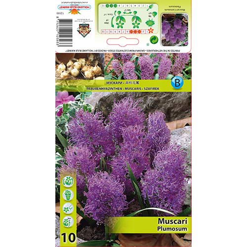 Szafirek Plumosum interface.art zdjęcie 1 Szafirek Plumosum interface.image 1 interface.art 70278