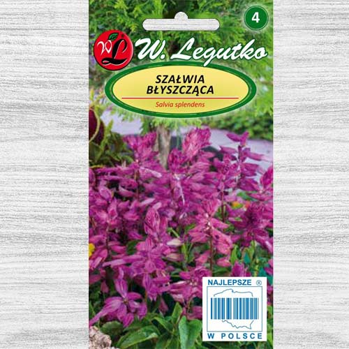 Szałwia błyszcząca fioletowa Legutko interface.art zdjęcie 1 Szałwia błyszcząca fioletowa Legutko interface.image 1 interface.art 78591