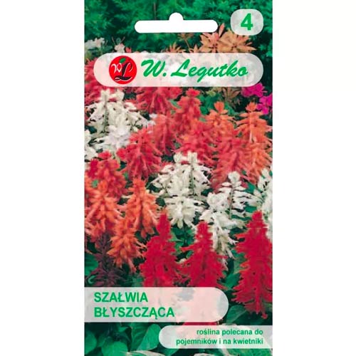 Szałwia błyszcząca, mix interface.image 1 interface.art 78592