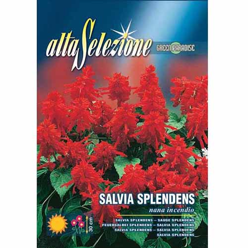 Szałwia błyszcząca (ogrodowa) czerwona Morami interface.art zdjęcie 1 Szałwia błyszcząca (ogrodowa) czerwona Morami interface.image 1 interface.art 96348