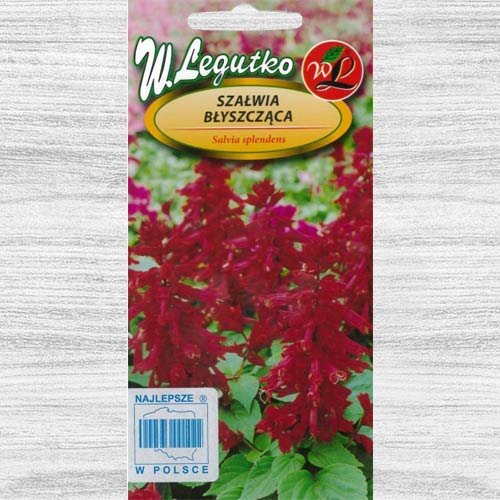 Szałwia błyszcząca wiśniowa interface.art zdjęcie 1 Szałwia błyszcząca wiśniowa interface.image 1 interface.art 78590