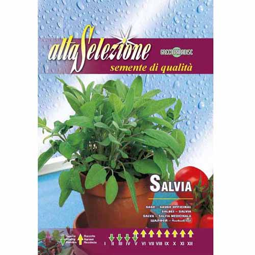 Szałwia lekarska Morami interface.image 1 interface.art 96397