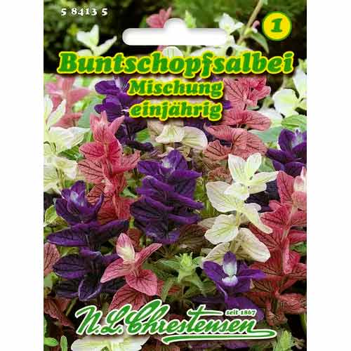 Szalwia, mix kolorow interface.image 1 interface.art 50032