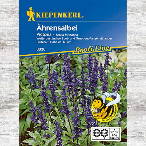 Szałwia omączona Victoria interface.art zdjęcie 1 Szałwia omączona Victoria interface.image 1 interface.art 86230