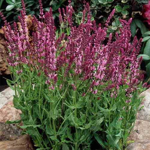 Szałwia omszona Rosea interface.image 1 interface.art 01424