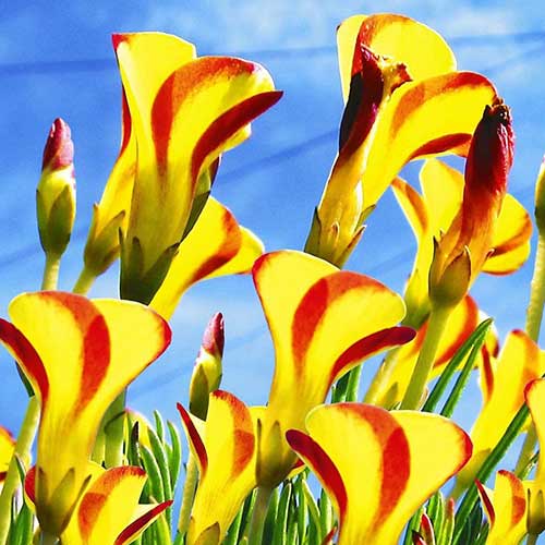 Szczawik (Oxalis) Golden Cape interface.image 1 interface.art 67439