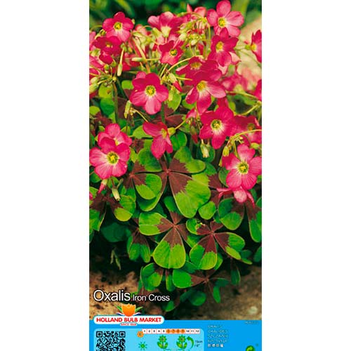 Szczawik (Oxalis) Iron Cross interface.image 1 interface.art 67671