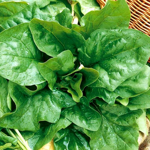 Szpinak Asta  interface.image 1 interface.art 8743