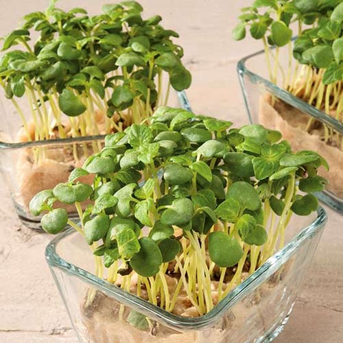 Szpinak, nasiona na mikrolistki interface.image 1 interface.art 86922