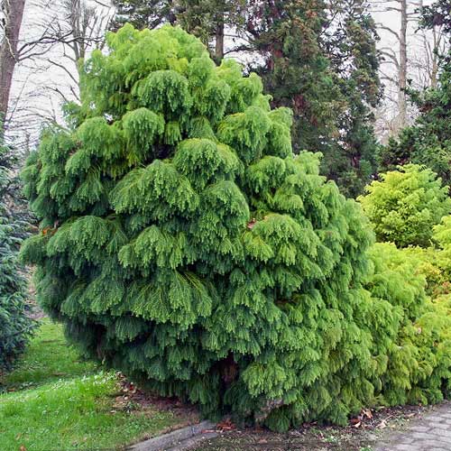 Szydlica japońska Elegans Viridis interface.image 1 interface.art 9425