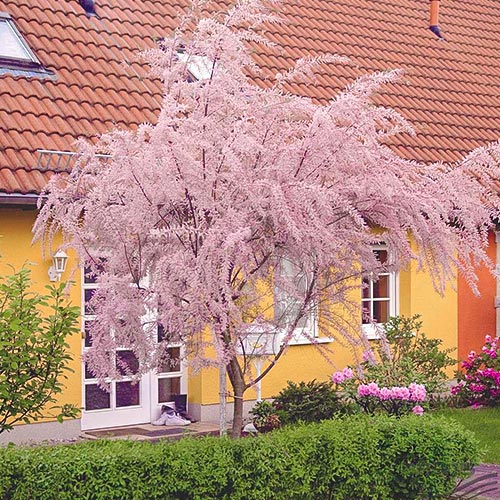 Tamaryszek drobnokwiatowy, P9 interface.image 1 interface.art 9102