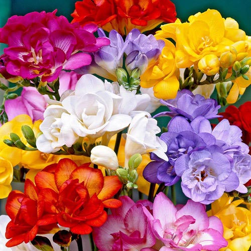 Tani pakiet! Frezja Double (Pełna), mix kolorów interface.image 1 interface.art 68375