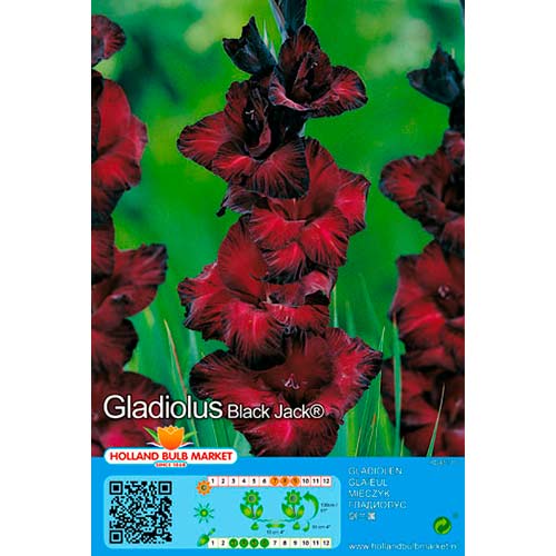 Gladiola (Mieczyk) Black Jack interface.image 1 interface.art 70464