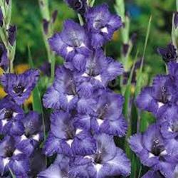 Tani pakiet! Gladiola (Mieczyk) Blue Isle interface.art zdjęcie 1 Tani pakiet! Gladiola (Mieczyk) Blue Isle interface.image 1 interface.art 68377