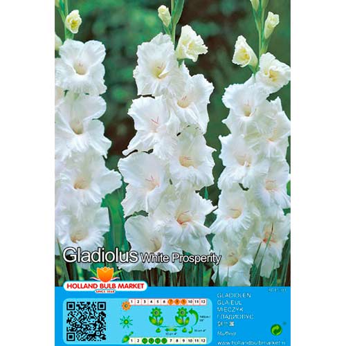 Tani pakiet! Gladiola (Mieczyk) White Prosperity interface.image 1 interface.art 70466