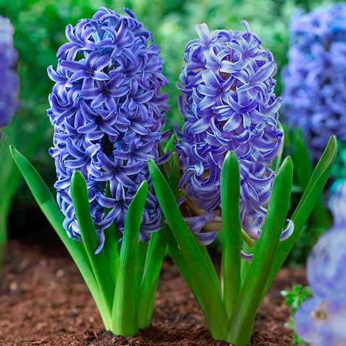 Korzystny zakup! Hiacynt Blue Jacket interface.image 1 interface.art 67535