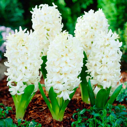 Korzystny zakup! Hiacynt Carnegie interface.image 1 interface.art 67534