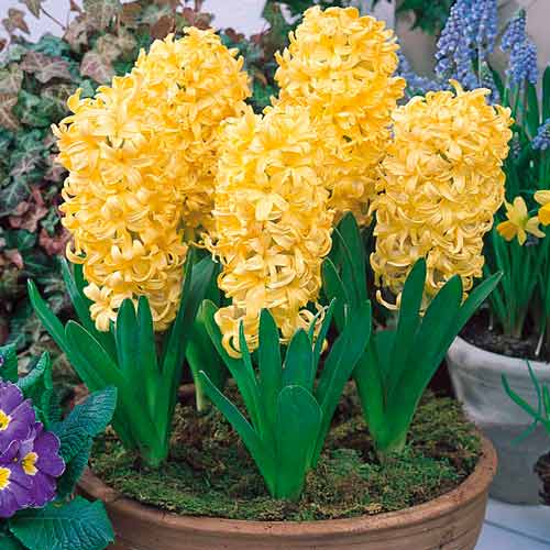 Korzystny zakup! Hiacynt City of Haarlem interface.image 1 interface.art 67537