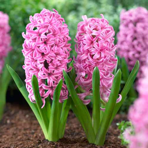 Korzystny zakup! Hiacynt Pink Pearl interface.image 1 interface.art 67536