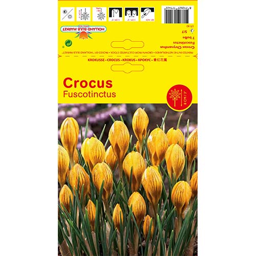 Krokus Fuscontinctus interface.image 1 interface.art 67539