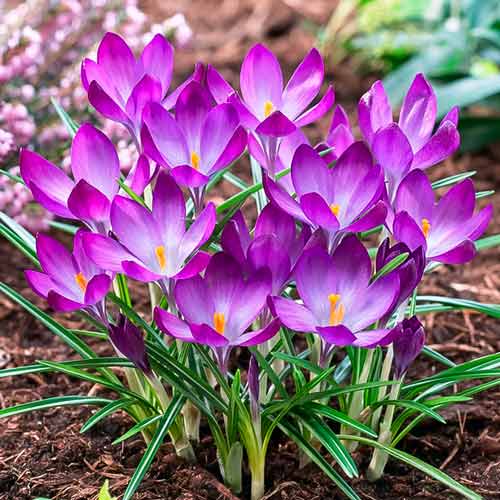 Korzystny zakup! Krokus Ruby Giant interface.image 1 interface.art 67538