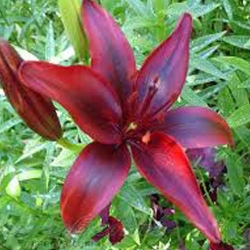 Tani pakiet! Lilia azjatycka Black Out interface.art zdjęcie 1 Tani pakiet! Lilia azjatycka Black Out interface.image 1 interface.art 68383