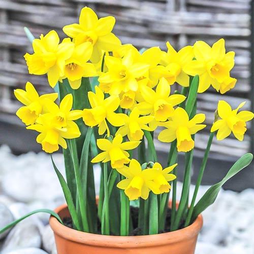 Korzystny zakup! Narcyz Tete-a-Tete interface.image 1 interface.art 67530