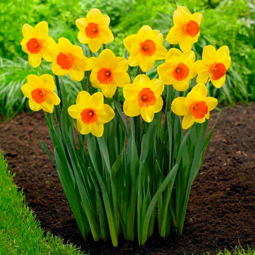 Korzystny zakup! Narcyz Red Devon interface.image 1 interface.art 67533