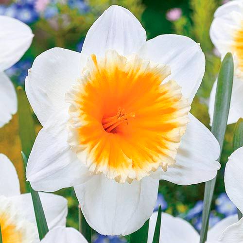 Korzystny zakup! Narcyz Slim Whitman interface.image 1 interface.art 67532