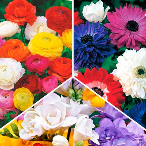 Super oferta! Zawilec (anemone) St. Brigid, Frezja Double, Jaskier, mix kolorow interface.image 1 interface.art 67047