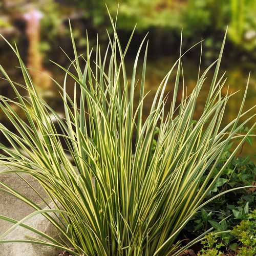 Tatarak trawiasty Hakuro Nishiki interface.image 1 interface.art 9500